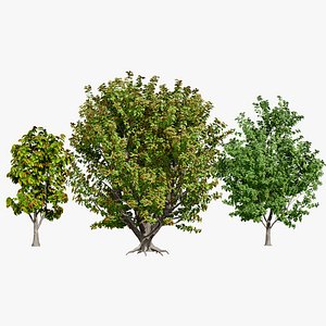 Realistic Rubber Tree