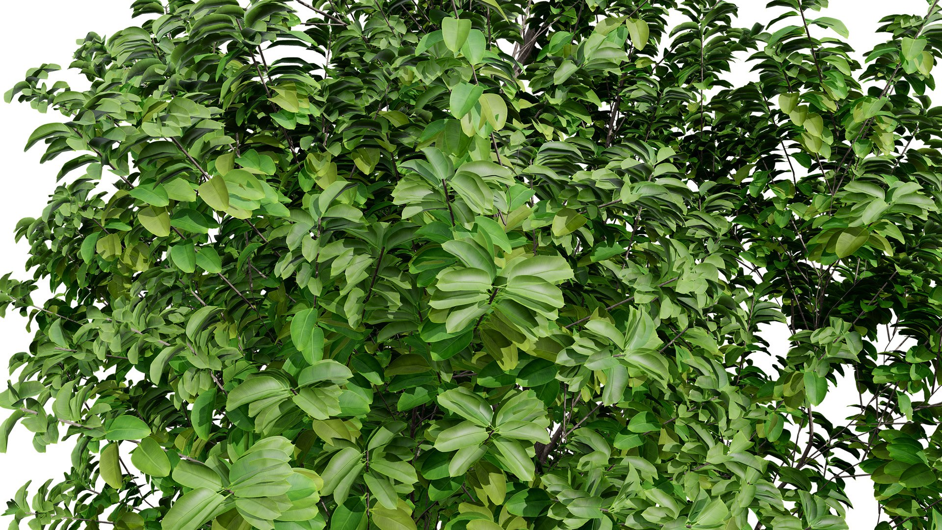 3D Realistic Rubber Tree 3D Models Model - TurboSquid 2338082