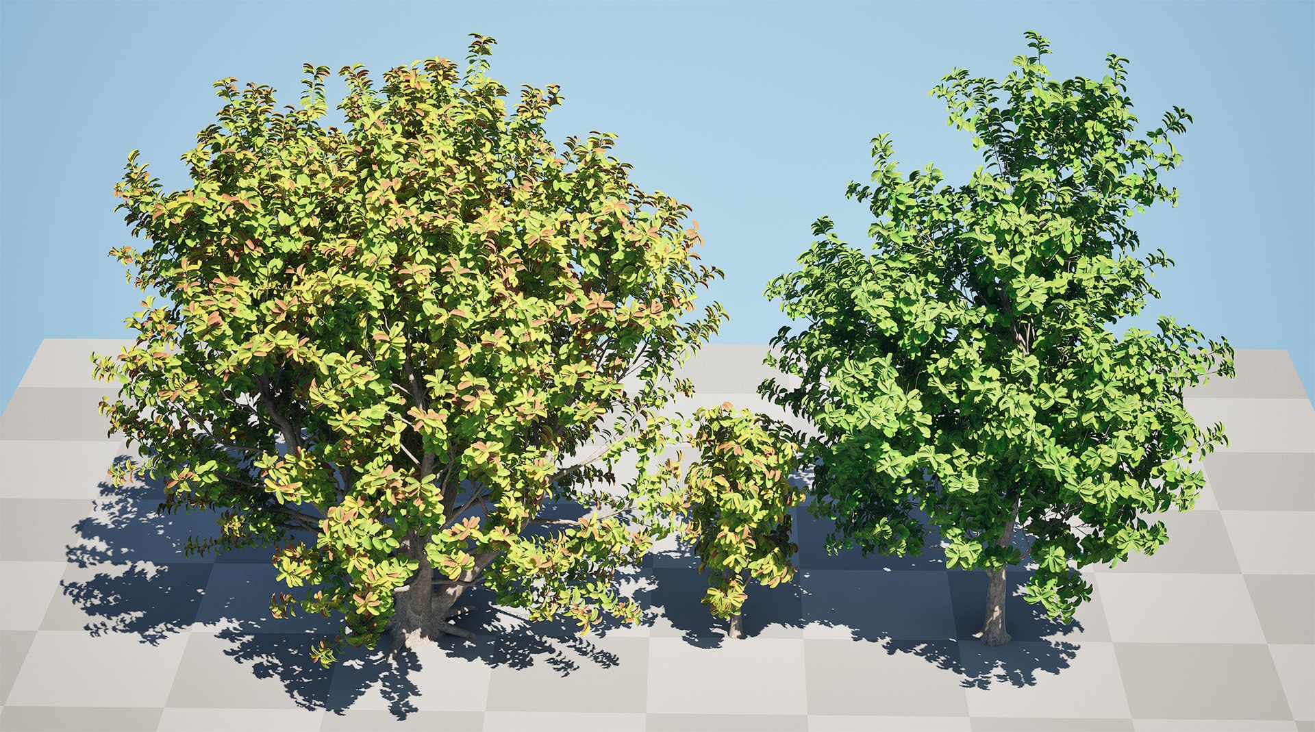 3D Realistic Rubber Tree 3D Models Model - TurboSquid 2338082