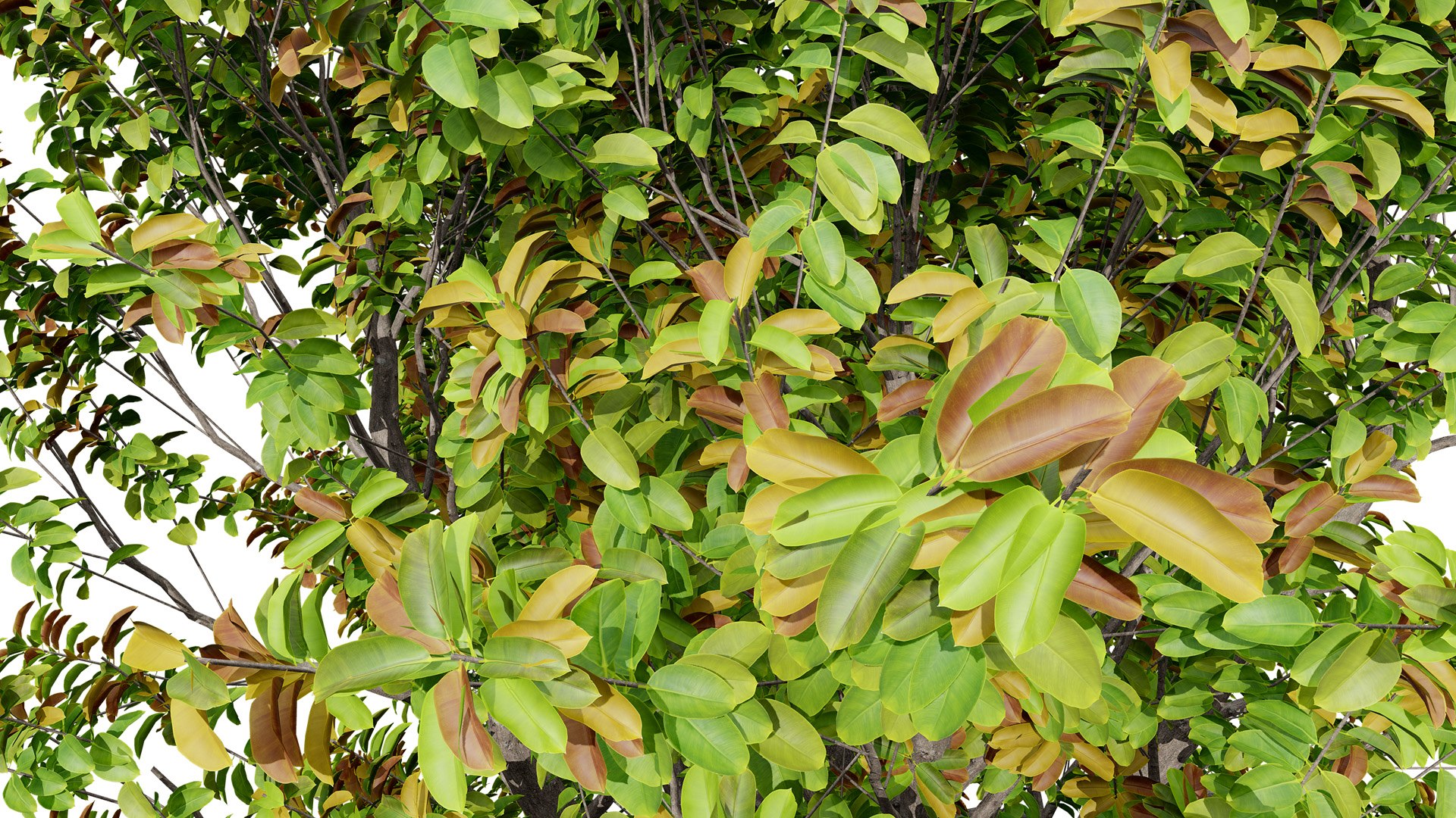 3D Realistic Rubber Tree 3D Models Model - TurboSquid 2338082