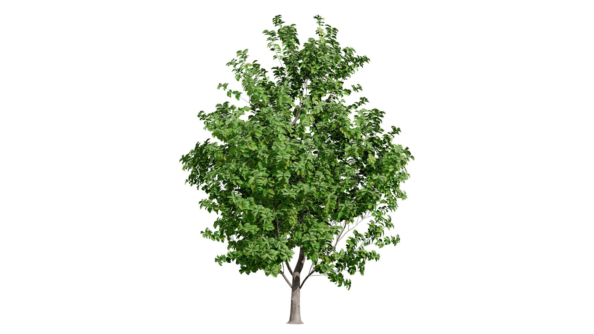 3D Realistic Rubber Tree 3D Models Model - TurboSquid 2338082