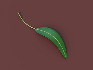 Cartoon Eucalyptus Leaf 3D model