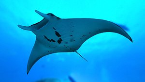 Manta Ray with Octane Support