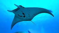 Manta Ray with Octane Support