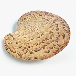 Pheasant Back Mushroom