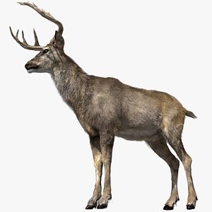 Deer(Fur)(Animated)(Rigged)
