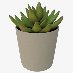 3D potted succulent plant model