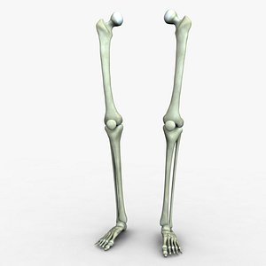 3d skeleton legs model