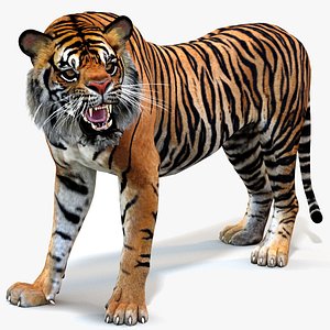 sumatran tiger cat animation model
