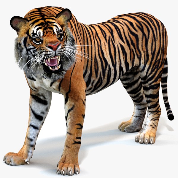 modelo 3d Tigre de Sumatra (Animado) 3D - TurboSquid 1224349