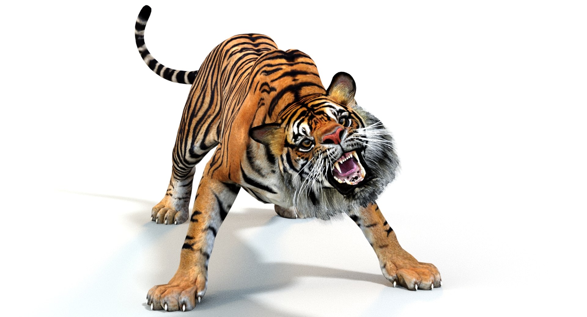 Sumatran Tiger Cat Animation Model - TurboSquid 1224349