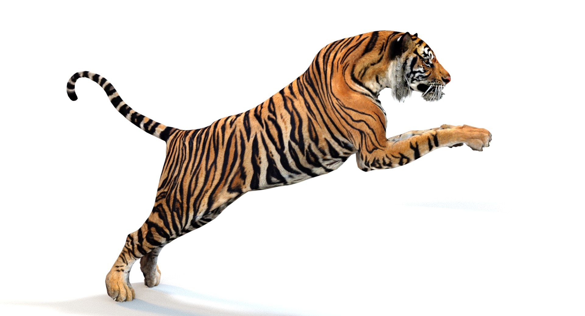 7,672 Sumatran Tiger Images, Stock Photos, 3D objects, & Vectors