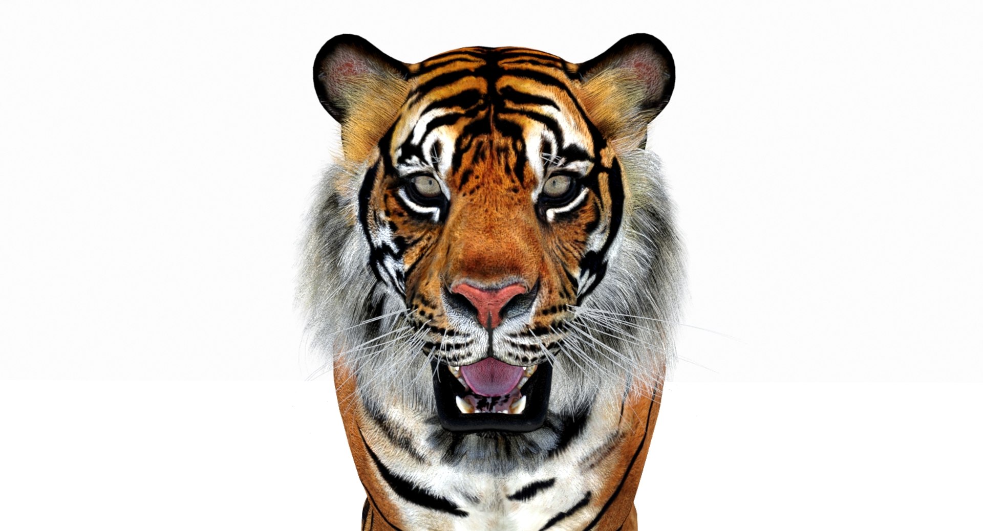 Sumatran tiger cat animation model - TurboSquid 1224349