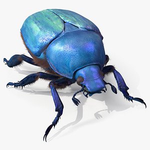 Bright Carapace Scarab Blue Fur for Maya