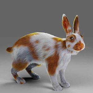 3D Fur Rabbit Gray V03 Rigged and Animation model