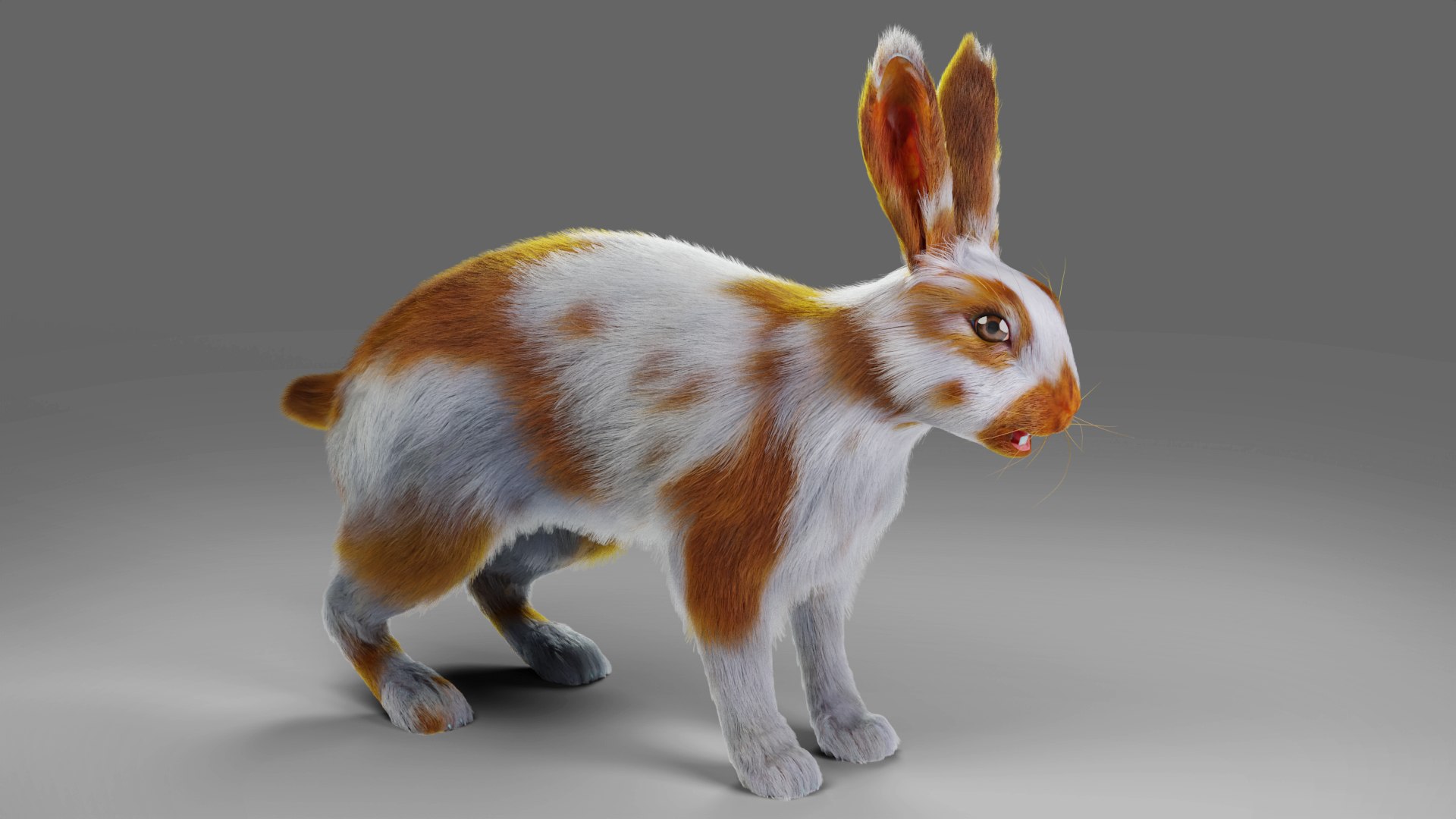 3D Fur Rabbit Gray V03 Rigged And Animation Model - TurboSquid 1930792