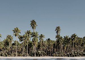 3D model HeliosVegetation vol3 - Palm trees and bushes CORONA VRAY