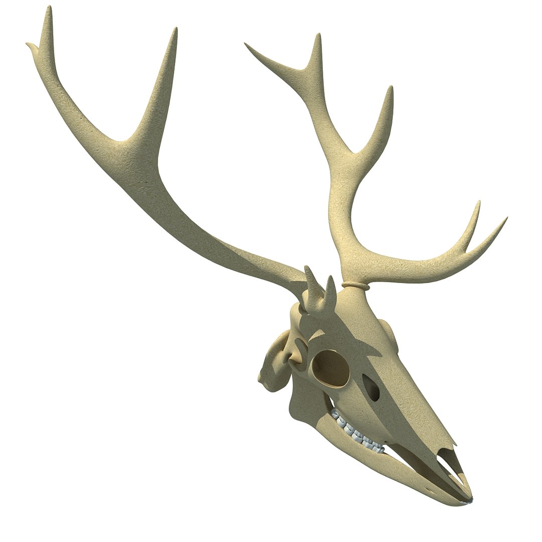 3d animal skull model