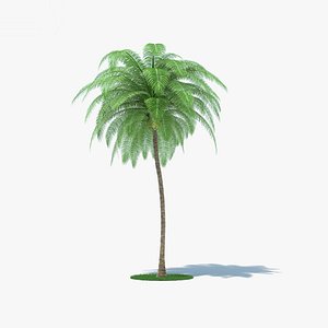 3D coconut palm model
