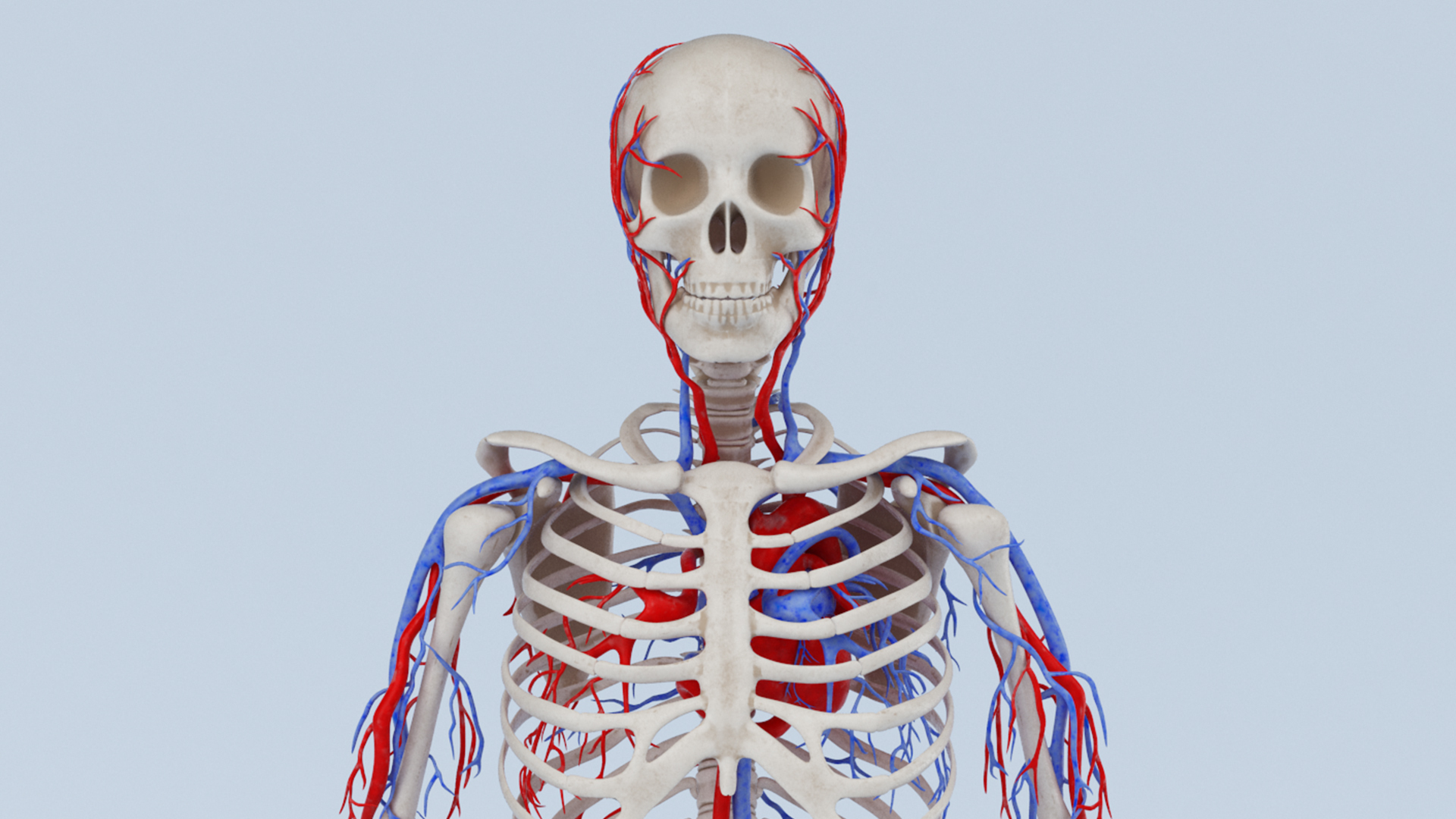 Skeleton Circulatory Obj