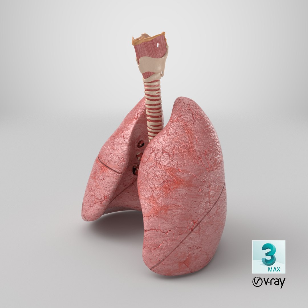 Larynx Trachea Lungs 3D model https://p.turbosquid.com/ts-thumb/px/fiMoXn/8t/stemcell_max_vray_render/png/1767975988/1920x1080/fit_q87/65483a2534bdad838000aafad923d3f24104f00b/stemcell_max_vray_render.jpg