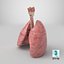 Larynx Trachea Lungs