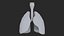 Larynx Trachea Lungs