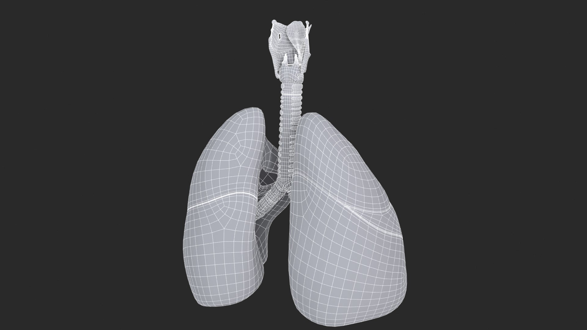 Larynx Trachea Lungs 3D model https://p.turbosquid.com/ts-thumb/px/fiMoXn/Ed/larynx_trachea_lungs_main_sub_1_f_0106/jpg/1766854437/1920x1080/fit_q87/2546bba2becfc36410dbee833ac0ff9f6aaf69a3/larynx_trachea_lungs_main_sub_1_f_0106.jpg