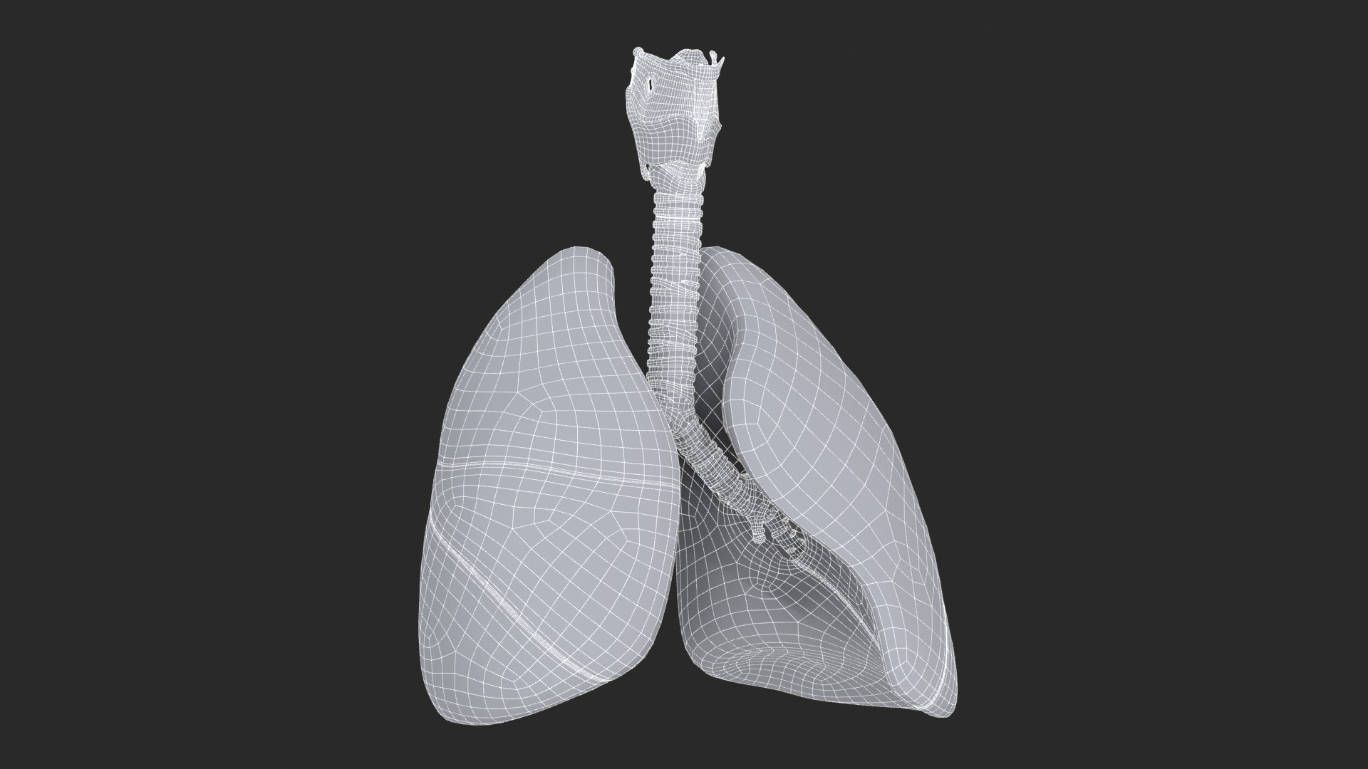 Larynx Trachea Lungs 3D model https://p.turbosquid.com/ts-thumb/px/fiMoXn/Fd/larynx_trachea_lungs_main_sub_1_f_0128/jpg/1766854438/1920x1080/fit_q87/758cf919113d3251c8fbe2acc798334dff512942/larynx_trachea_lungs_main_sub_1_f_0128.jpg