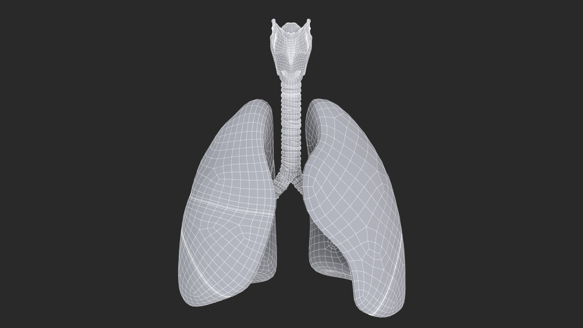 Larynx Trachea Lungs 3D model https://p.turbosquid.com/ts-thumb/px/fiMoXn/Gb/larynx_trachea_lungs_main_sub_1_f_0097/jpg/1766854437/1920x1080/fit_q87/3740355124ea71a702c5781c1d208741a94e90eb/larynx_trachea_lungs_main_sub_1_f_0097.jpg