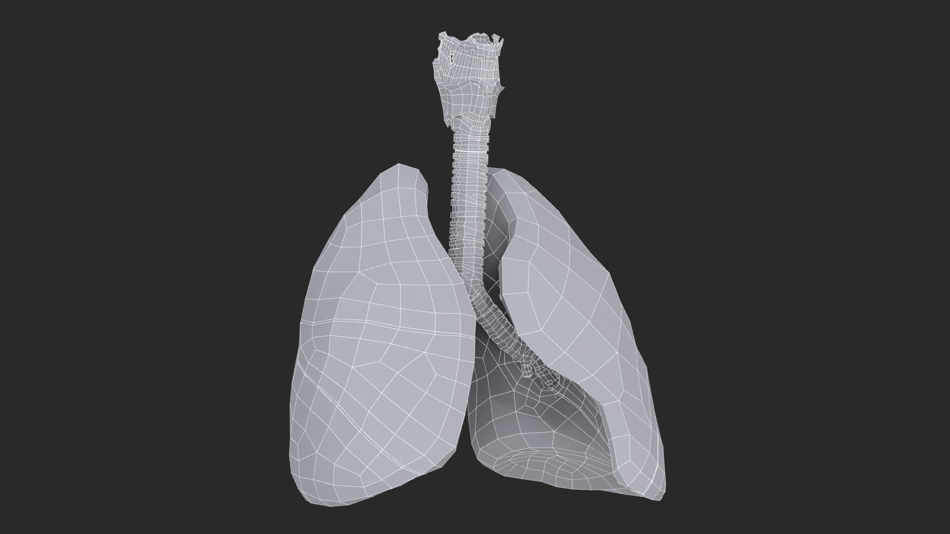 Larynx Trachea Lungs 3D model https://p.turbosquid.com/ts-thumb/px/fiMoXn/Gn/larynx_trachea_lungs_main_sub_0_f_0128/jpg/1766854436/1920x1080/fit_q87/fc4b96579ef479061ec661e2c366dad4a977b426/larynx_trachea_lungs_main_sub_0_f_0128.jpg