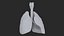 Larynx Trachea Lungs