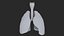 Larynx Trachea Lungs