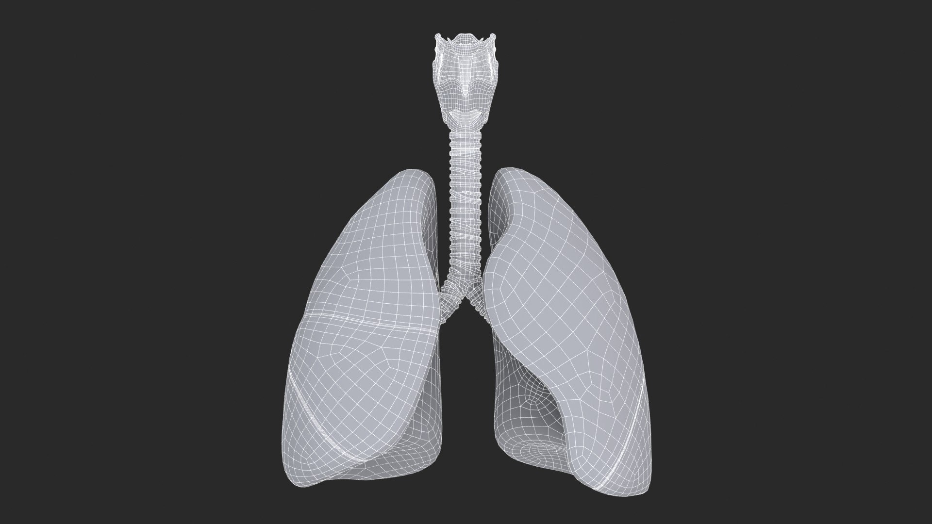 Larynx Trachea Lungs 3D model https://p.turbosquid.com/ts-thumb/px/fiMoXn/Hv/larynx_trachea_lungs_main_sub_1_f_0113/jpg/1766854438/1920x1080/fit_q87/32980c050a0f8b8dcaa8d1b62c2e1c59bb7f3cda/larynx_trachea_lungs_main_sub_1_f_0113.jpg