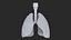 Larynx Trachea Lungs