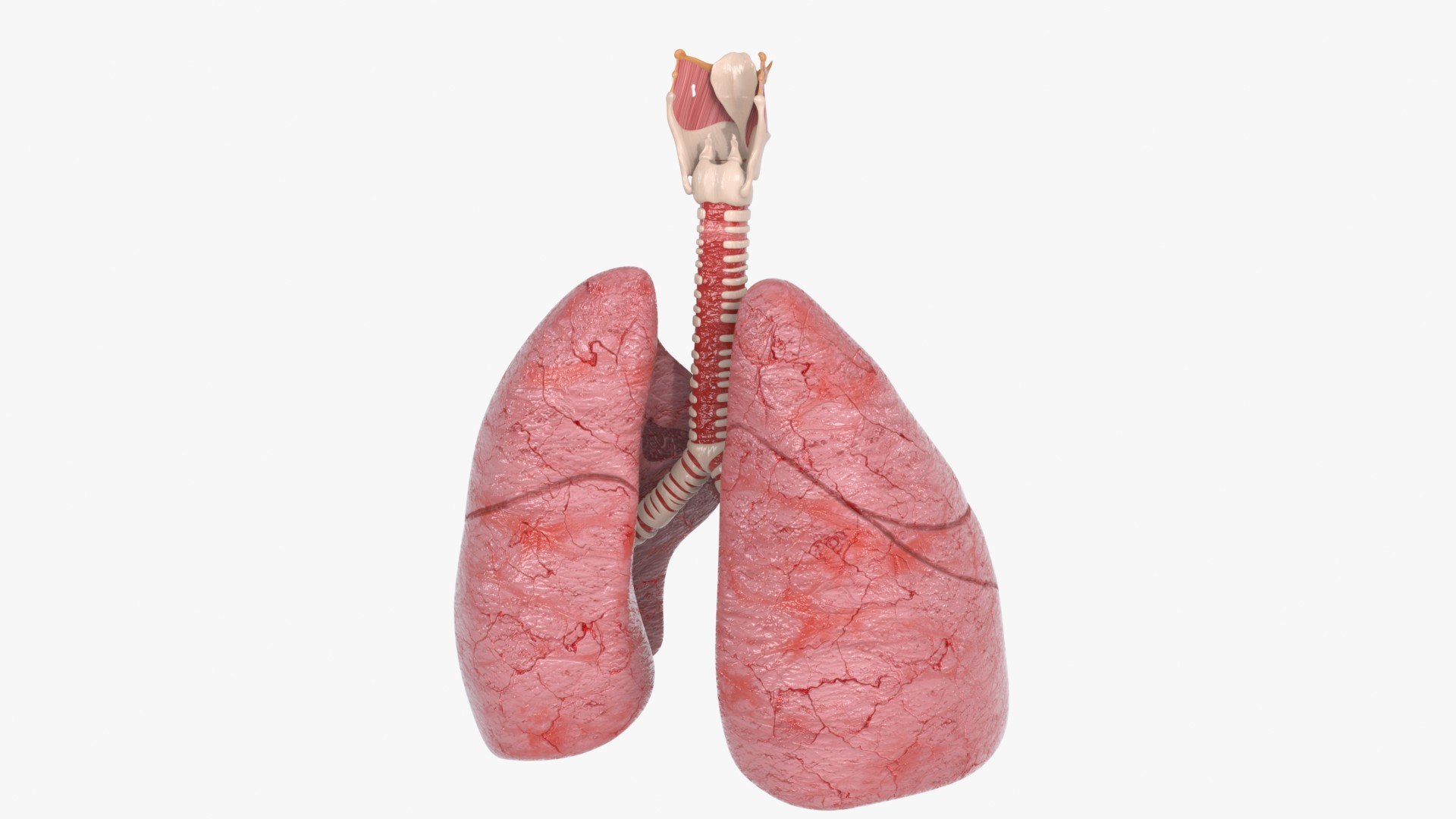 Larynx Trachea Lungs 3D model https://p.turbosquid.com/ts-thumb/px/fiMoXn/Ku/larynx_trachea_lungs_main_pr_f_0106/jpg/1766854383/1920x1080/fit_q87/eed2f5bca7f7a064d948af5971c03abdd858403a/larynx_trachea_lungs_main_pr_f_0106.jpg