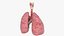 Larynx Trachea Lungs