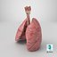 Larynx Trachea Lungs