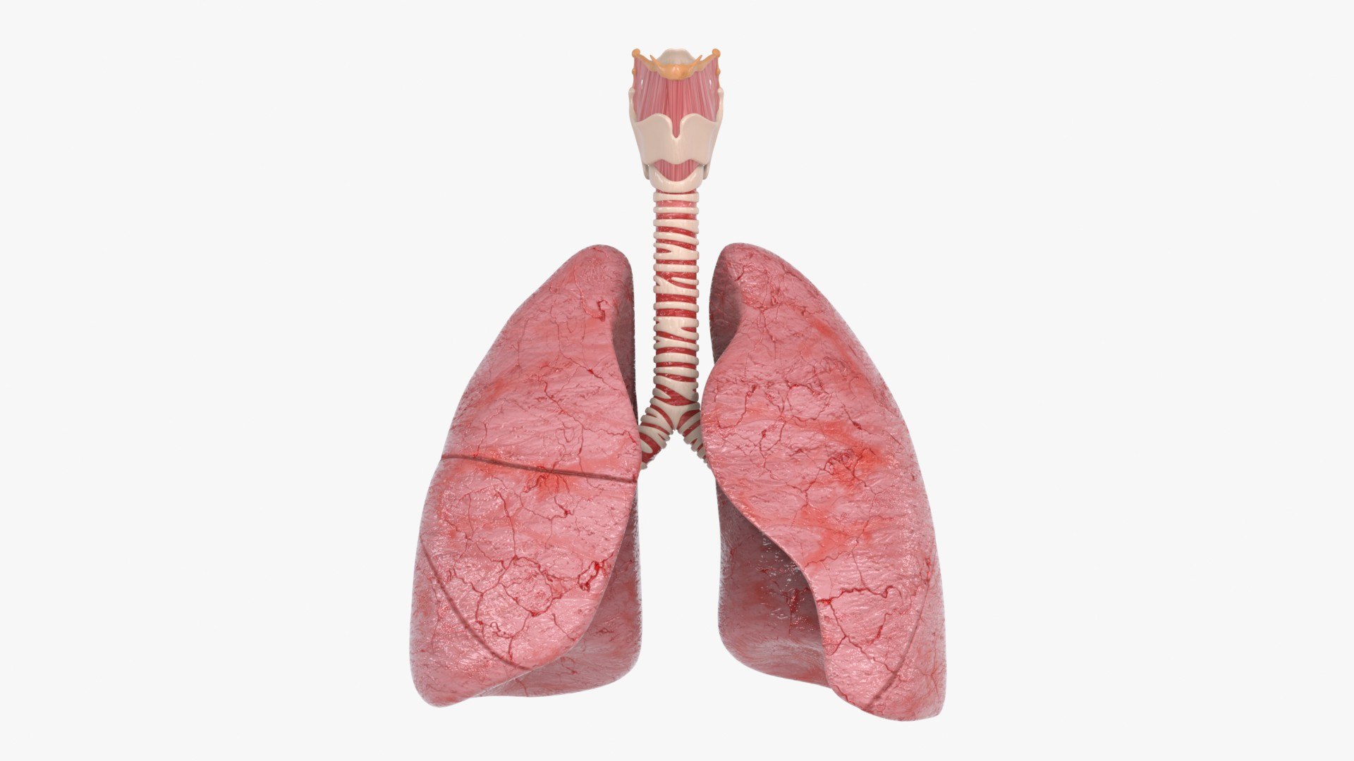Larynx Trachea Lungs 3D model https://p.turbosquid.com/ts-thumb/px/fiMoXn/Ns/larynx_trachea_lungs_main_pr_f_0113/jpg/1766854383/1920x1080/fit_q87/c0b2ab62490df27d5406b0984319deb8627771b9/larynx_trachea_lungs_main_pr_f_0113.jpg