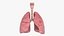 Larynx Trachea Lungs