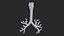 Larynx Trachea Lungs