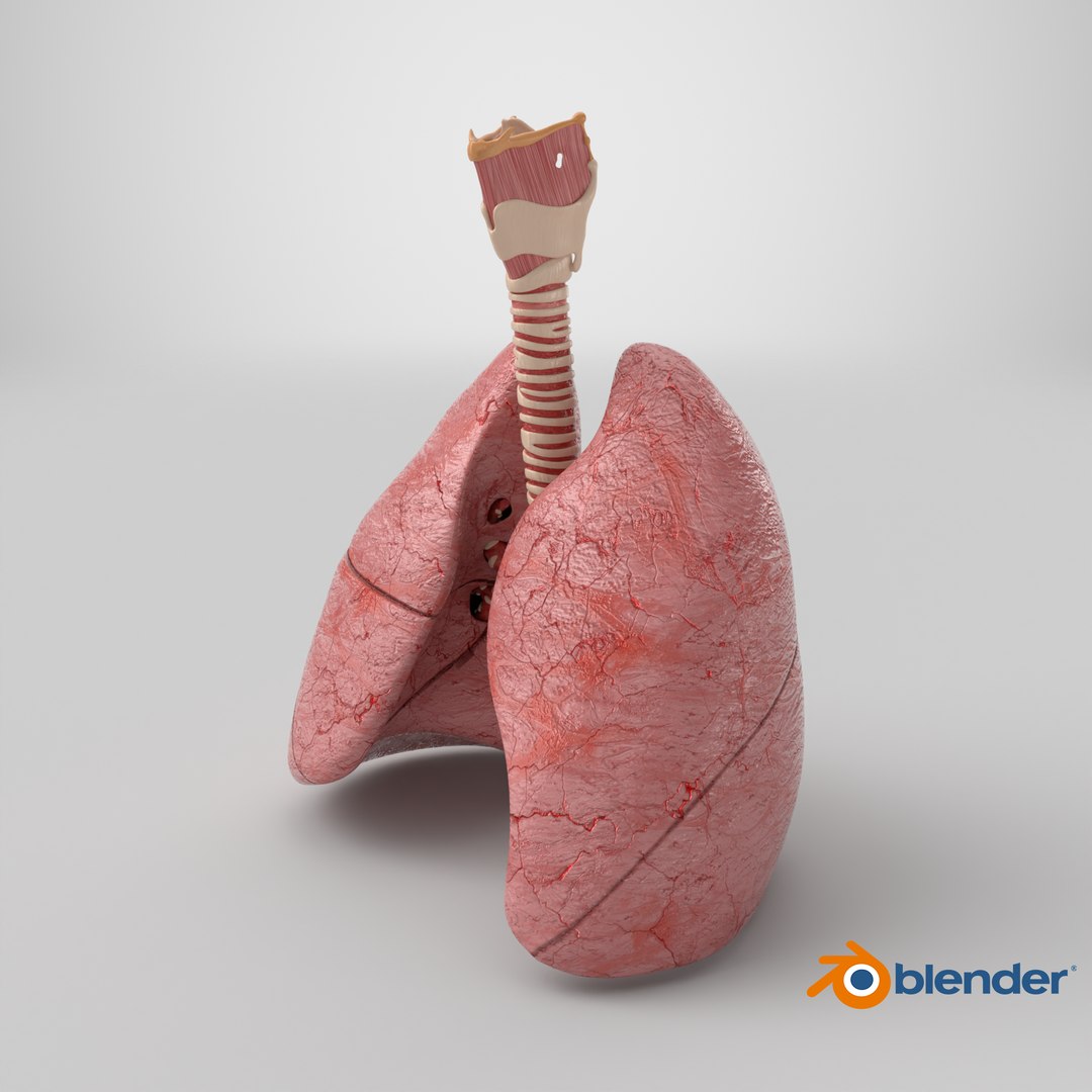 Larynx Trachea Lungs 3D model https://p.turbosquid.com/ts-thumb/px/fiMoXn/T0/stemcell_blender_cycles_render/png/1767975982/1920x1080/fit_q87/14648beb83c36816a0b387f5c609faa323539320/stemcell_blender_cycles_render.jpg