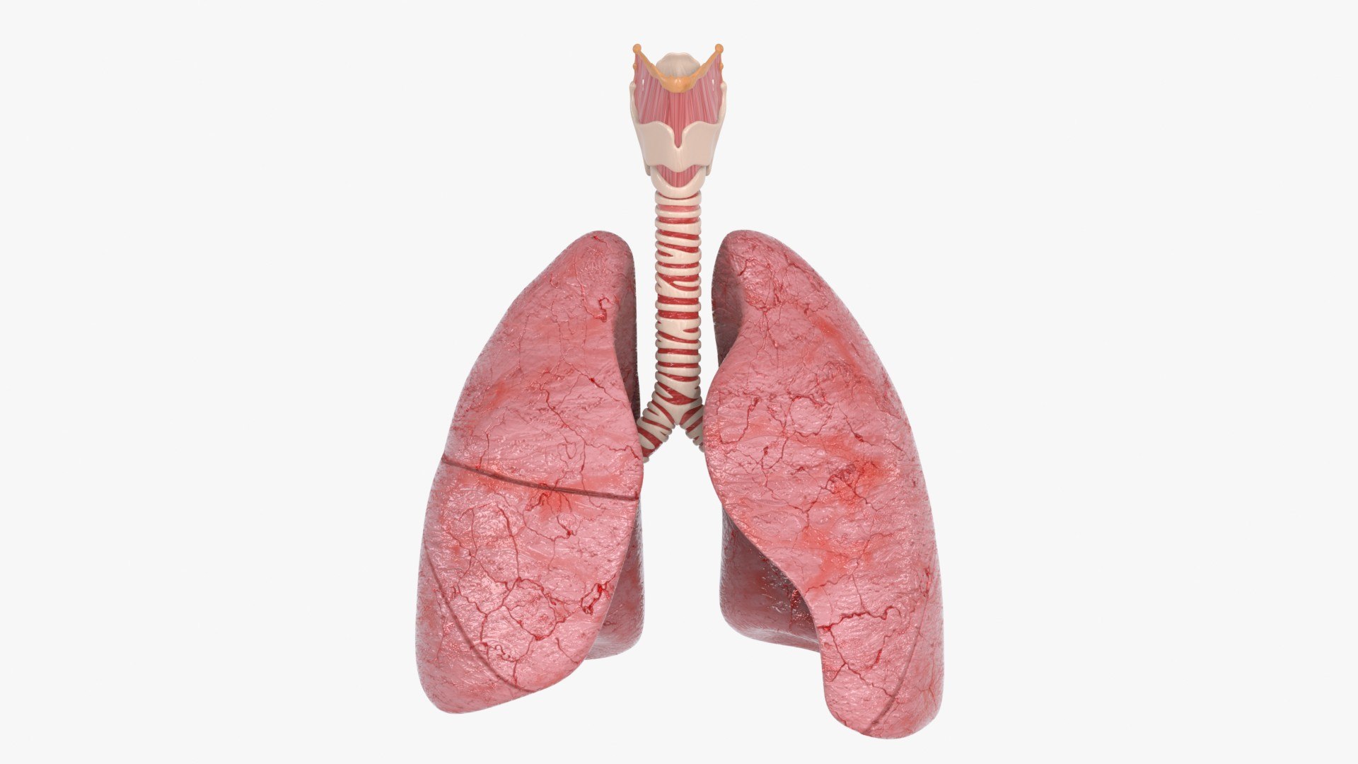 Larynx Trachea Lungs 3D model https://p.turbosquid.com/ts-thumb/px/fiMoXn/WI/larynx_trachea_lungs_main_pr_f_0097/jpg/1766854382/1920x1080/fit_q87/e648d7202814167460f9ce149de9b2448cb2e2ef/larynx_trachea_lungs_main_pr_f_0097.jpg
