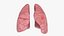 Larynx Trachea Lungs