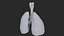 Larynx Trachea Lungs