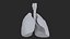 Larynx Trachea Lungs
