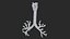 Larynx Trachea Lungs