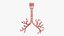 Larynx Trachea Lungs