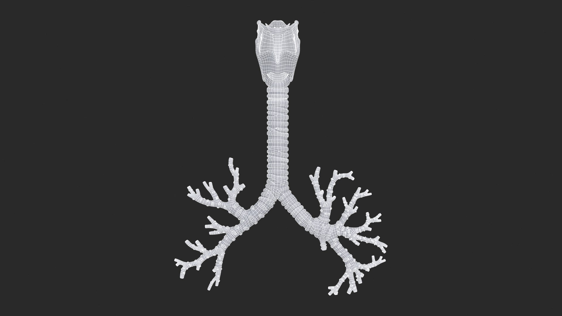 Larynx Trachea Lungs 3D model https://p.turbosquid.com/ts-thumb/px/fiMoXn/g9/larynx_trachea_bronchialtree_main_sub_1_f_0113/jpg/1766854926/1920x1080/fit_q87/97a086c151fd886045c33fc1c8720585b4cdd805/larynx_trachea_bronchialtree_main_sub_1_f_0113.jpg