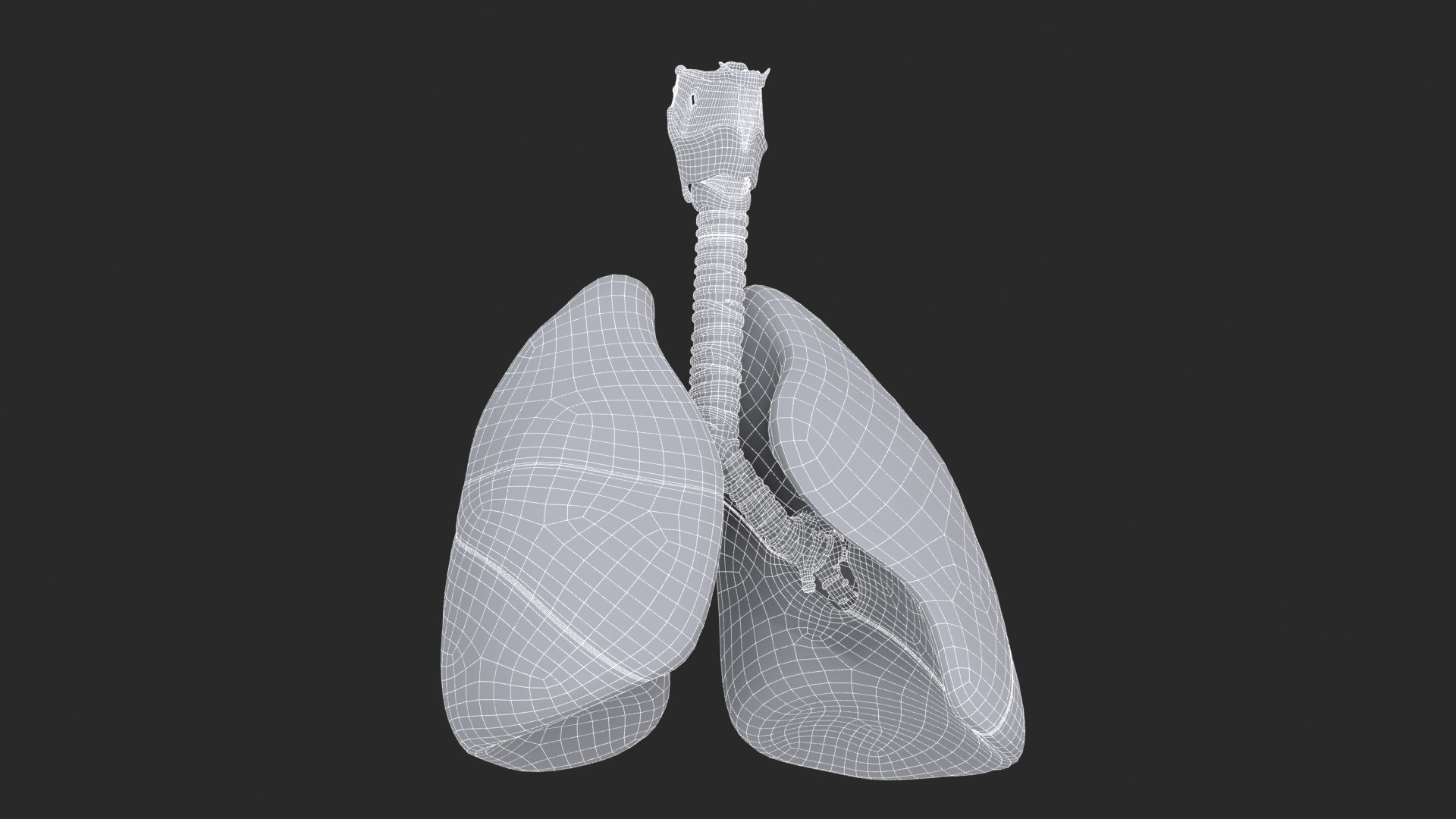 Larynx Trachea Lungs 3D model https://p.turbosquid.com/ts-thumb/px/fiMoXn/hk/larynx_trachea_lungs_main_sub_1_f_0144/jpg/1766854438/1920x1080/fit_q87/f1b80c190a387879f4061533f984550bef926cbb/larynx_trachea_lungs_main_sub_1_f_0144.jpg